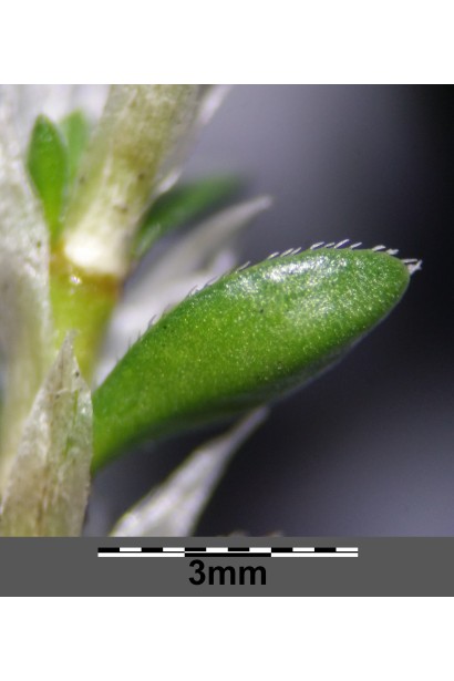 Пароніхія капела